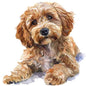 Dog105