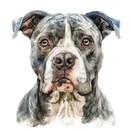Dog144