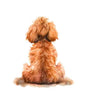 Dog152