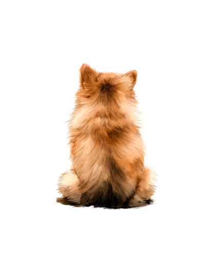 Dog169