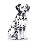 Dog172