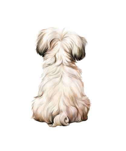 Dog205