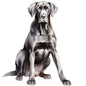 Dog210