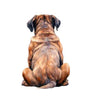 Dog213