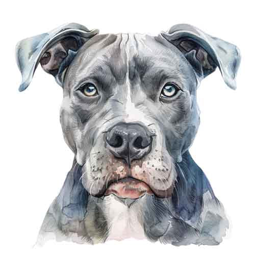 Dog216
