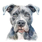 Dog216