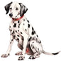 Dog223