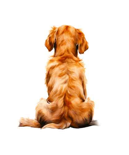 Dog232