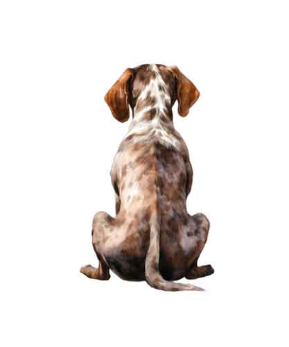 Dog244