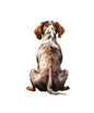 Dog244
