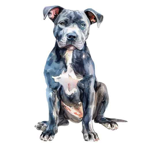 Dog246