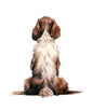 Dog256