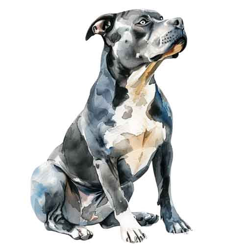 Dog259