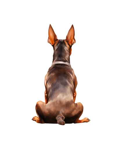 Dog269