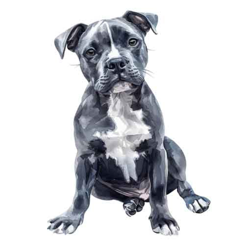 Dog276