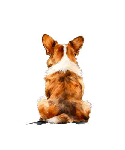 Dog279