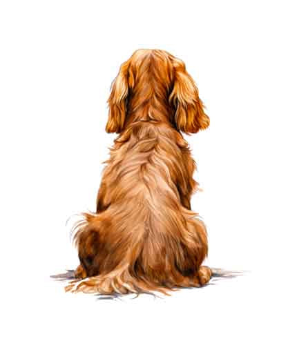 Dog282