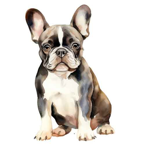 Dog285