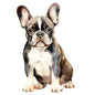Dog285