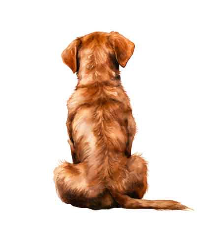 Dog286