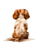 Dog288