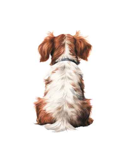 Dog294