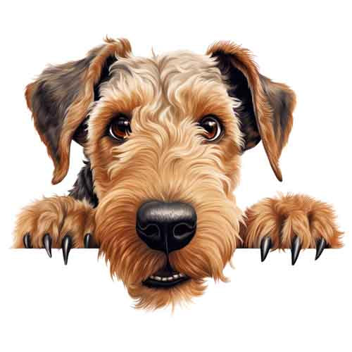 Dog323