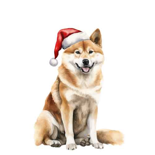 Dog326