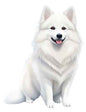 Dog336