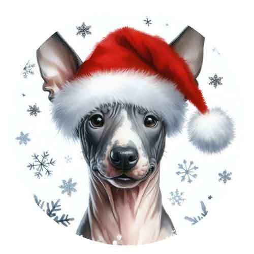 Dog339
