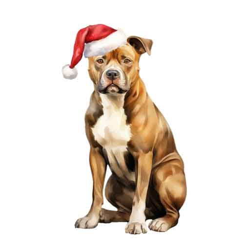 Dog342
