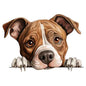 Dog344