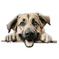 Dog349