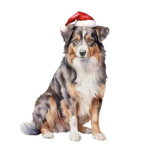 Dog355