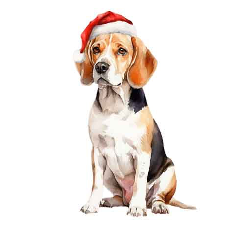 Dog372
