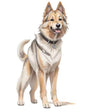 Dog387