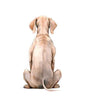 Dog39