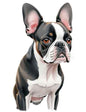 Dog422