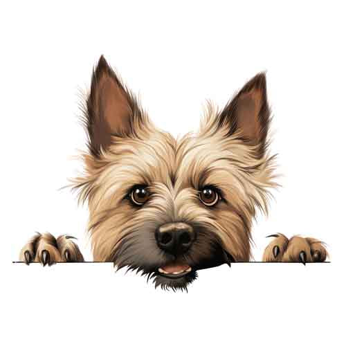 Dog447
