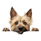 Dog447