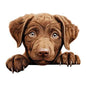 Dog464