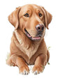 Dog467
