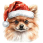 Dog50