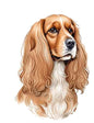 Dog511