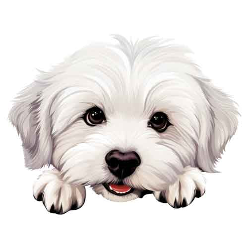 Dog518