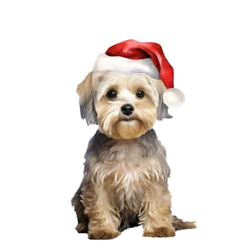 Dog563