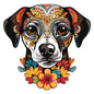 Dog570