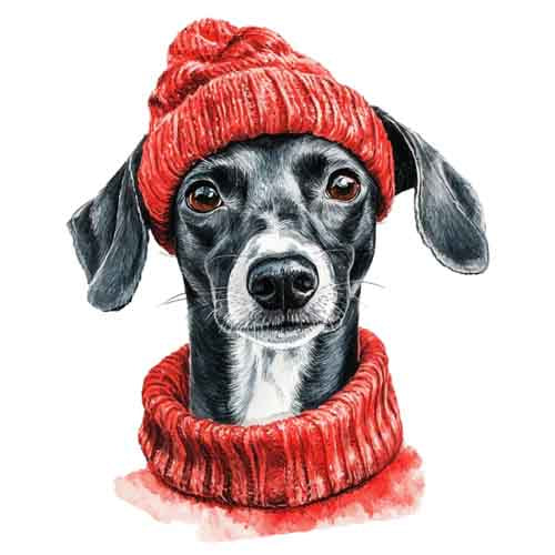 Dog58