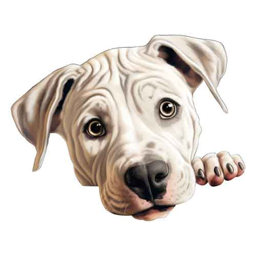 Dog587