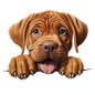 Dog589